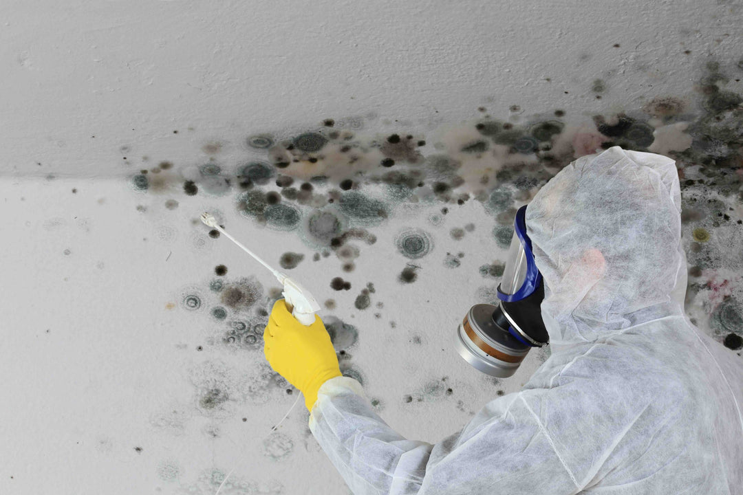 Can Black Mould Be Cleaned? A Comprehensive Guide by Freedom Services Preston